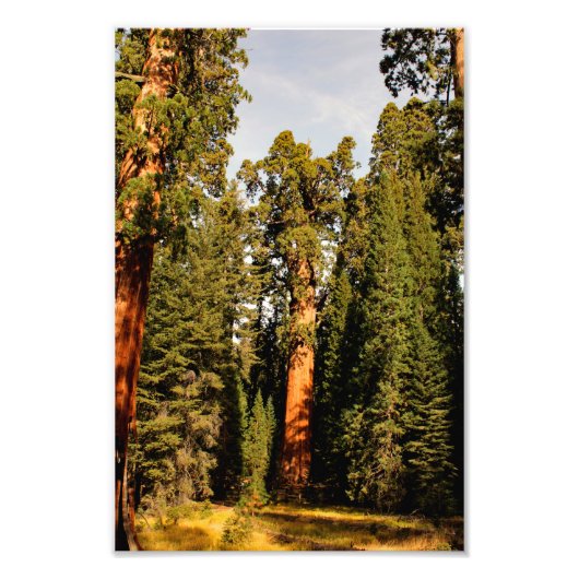 Nationaal park Sequoia Foto Afdruk (Voorkant)