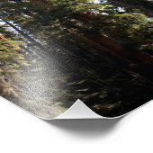 Nationaal park Sequoia Foto Afdruk (Hoek)