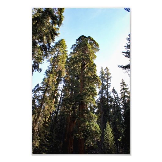 Nationaal park Sequoia Foto Afdruk (Voorkant)