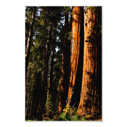Nationaal park Sequoia Foto Afdruk (Voorkant)