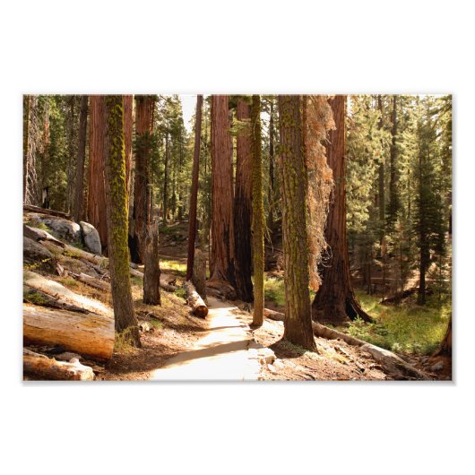 Nationaal park Sequoia Foto Afdruk (Voorkant)