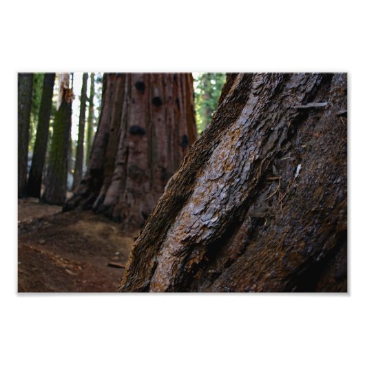 Nationaal park Sequoia Foto Afdruk (Voorkant)