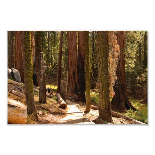 Nationaal park Sequoia Foto Afdruk (Voorkant)