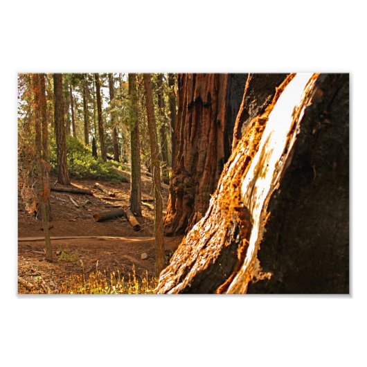Nationaal park Sequoia Foto Afdruk (Voorkant)