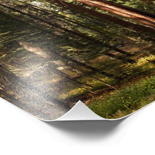 Nationaal park Sequoia Foto Afdruk (Hoek)