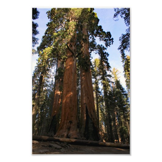 Nationaal park Sequoia Foto Afdruk (Voorkant)