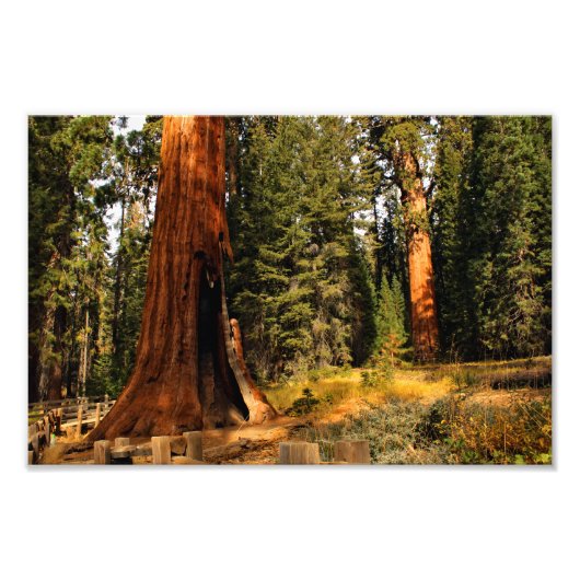Nationaal park Sequoia Foto Afdruk (Voorkant)