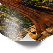 Nationaal park Sequoia Foto Afdruk (Hoek)