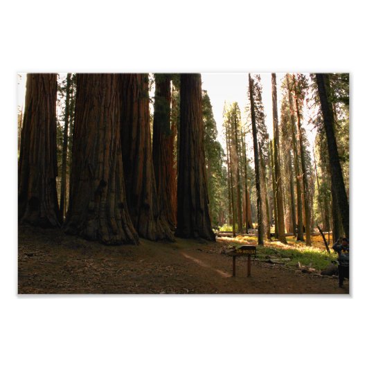 Nationaal park Sequoia Foto Afdruk (Voorkant)