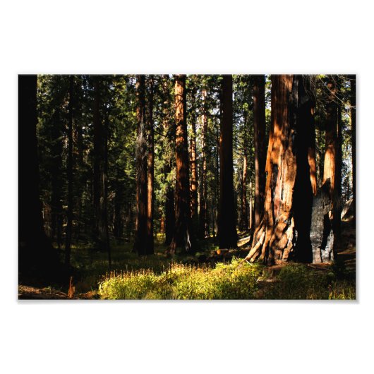 Nationaal park Sequoia Foto Afdruk (Voorkant)