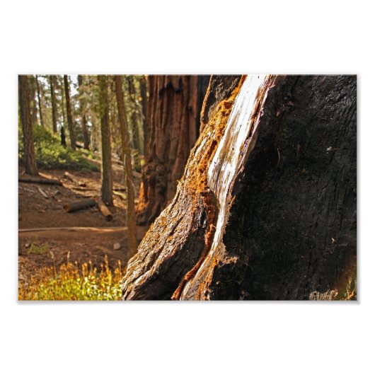 Nationaal park Sequoia Foto Afdruk (Voorkant)