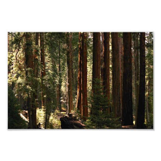 Nationaal park Sequoia Foto Afdruk (Voorkant)