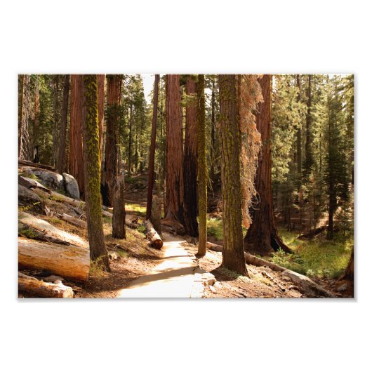 Nationaal park Sequoia Foto Afdruk (Voorkant)