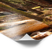 Nationaal park Sequoia Foto Afdruk (Hoek)
