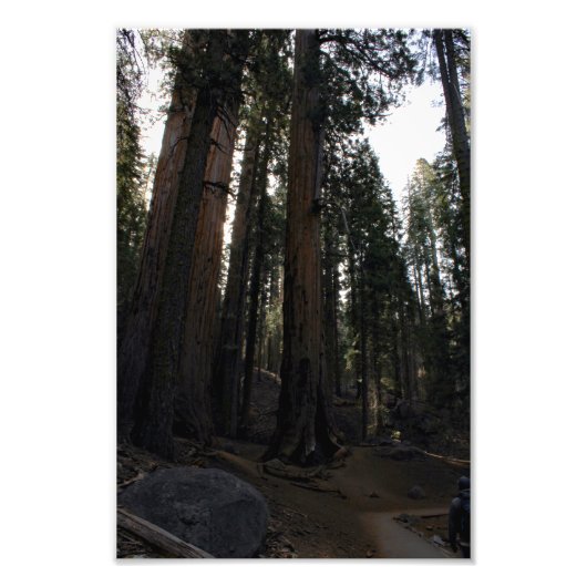 Nationaal park Sequoia Foto Afdruk (Voorkant)