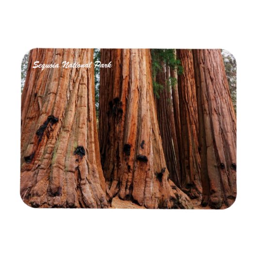 Nationaal park Sequoia Magneet (Horizontaal)