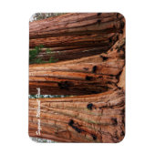 Nationaal park Sequoia Magneet (Verticaal)