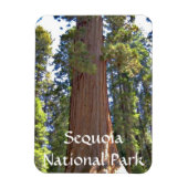 Nationaal park Sequoia Magneet (Verticaal)