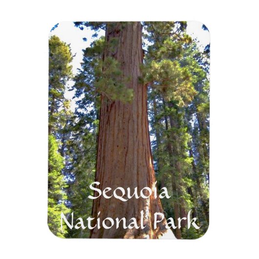 Nationaal park Sequoia Magneet (Verticaal)
