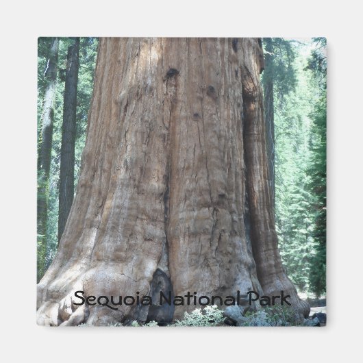 Nationaal park Sequoia Magneet (Voorkant)