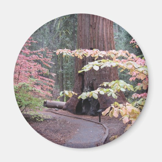 Nationaal park Sequoia Magneet (Voorkant)