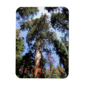 Nationaal park Sequoia Magneet (Verticaal)