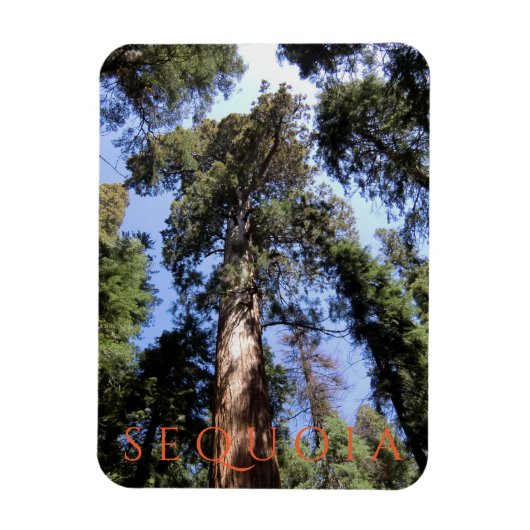 Nationaal park Sequoia Magneet (Verticaal)