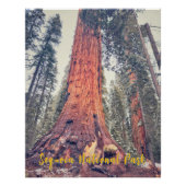 Nationaal park Sequoia Perfect Poster (Voorkant)