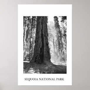 Nationaal park Sequoia Poster