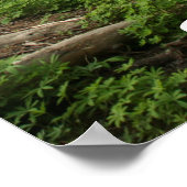 Nationaal park Sequoia Poster (Hoek)