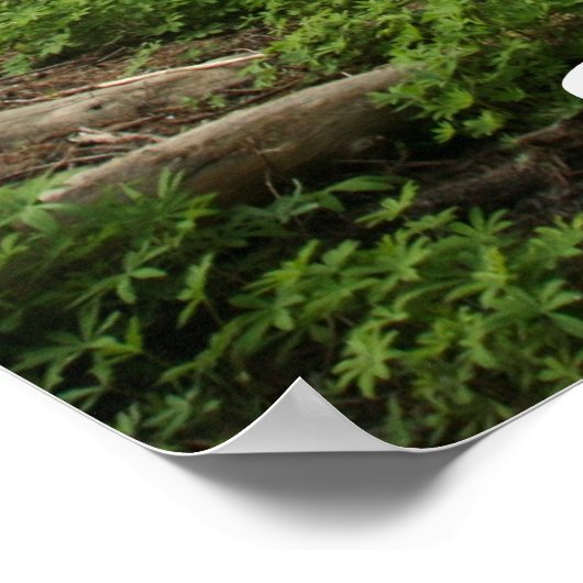 Nationaal park Sequoia Poster (Hoek)