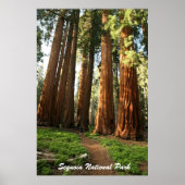 Nationaal park Sequoia Poster (Voorkant)