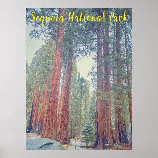 Nationaal park Sequoia Poster (Voorkant)