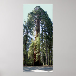 Nationaal Park Sequoia Poster