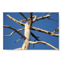 nationaal park sequoia