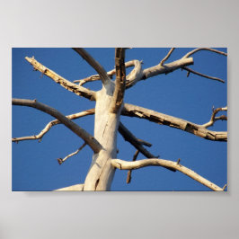 nationaal park sequoia poster