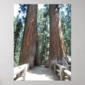 Nationaal park Sequoia Poster (Voorkant)