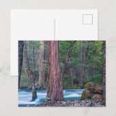 Nationaal Park Sequoias & Merced River Yosemite, C Briefkaart (Voorkant / Achterkant)