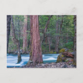 Nationaal Park Sequoias & Merced River Yosemite, C Briefkaart (Voorkant)