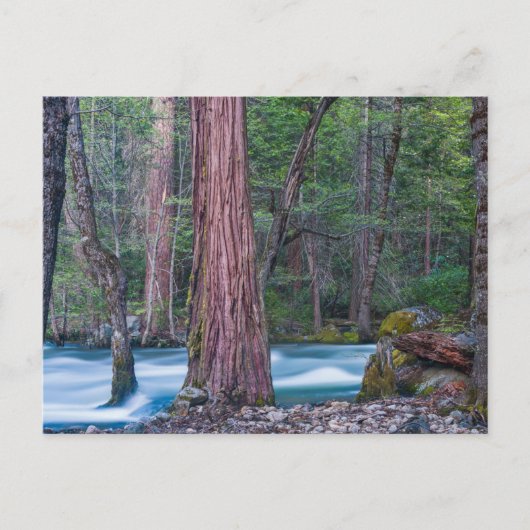 Nationaal Park Sequoias & Merced River Yosemite, C Briefkaart (Voorkant)