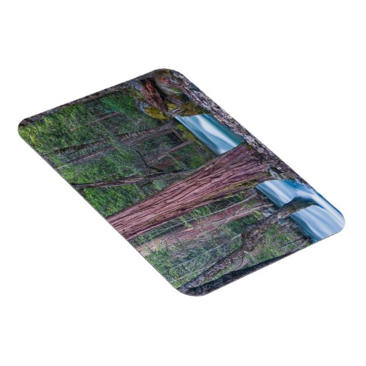 Nationaal Park Sequoias & Merced River Yosemite, C Magneet (Rechterzijde)