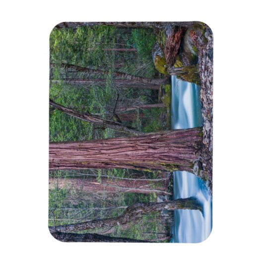 Nationaal Park Sequoias & Merced River Yosemite, C Magneet (Verticaal)
