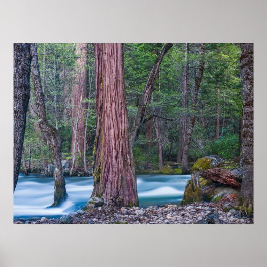 Nationaal Park Sequoias & Merced River Yosemite, C Poster (Voorkant)