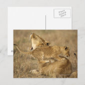 Nationaal Park Serengeti, Tanzania Briefkaart (Voorkant / Achterkant)