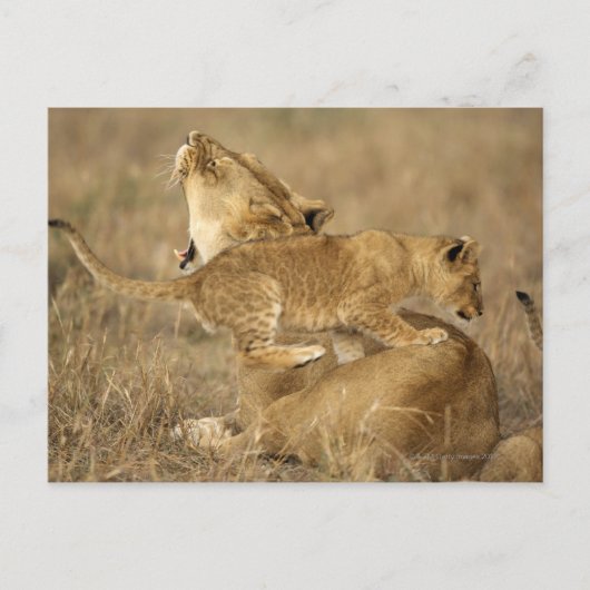 Nationaal Park Serengeti, Tanzania Briefkaart (Voorkant)