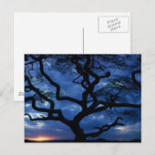 Nationaal Park Serengeti, Tanzania Briefkaart (Voorkant / Achterkant)