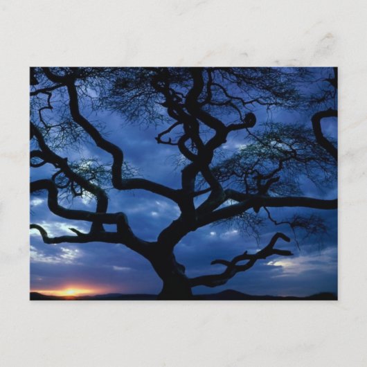 Nationaal Park Serengeti, Tanzania Briefkaart (Voorkant)