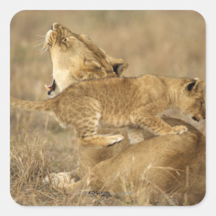 Nationaal Park Serengeti, Tanzania Vierkante Sticker