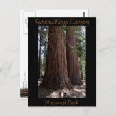 Nationaal Park Souvenir Sequoia Kings Canyon Briefkaart (Voorkant / Achterkant)