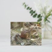 Nationaal Park Sweet Chipmunk Hot Springs Briefkaart (Staand voorkant)